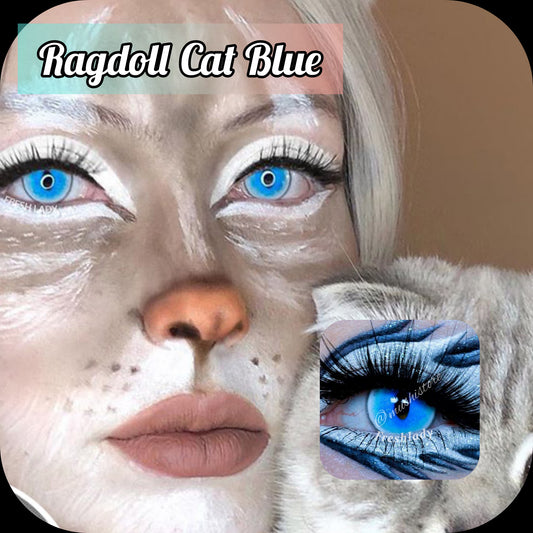 Ragdoll Cat Blue