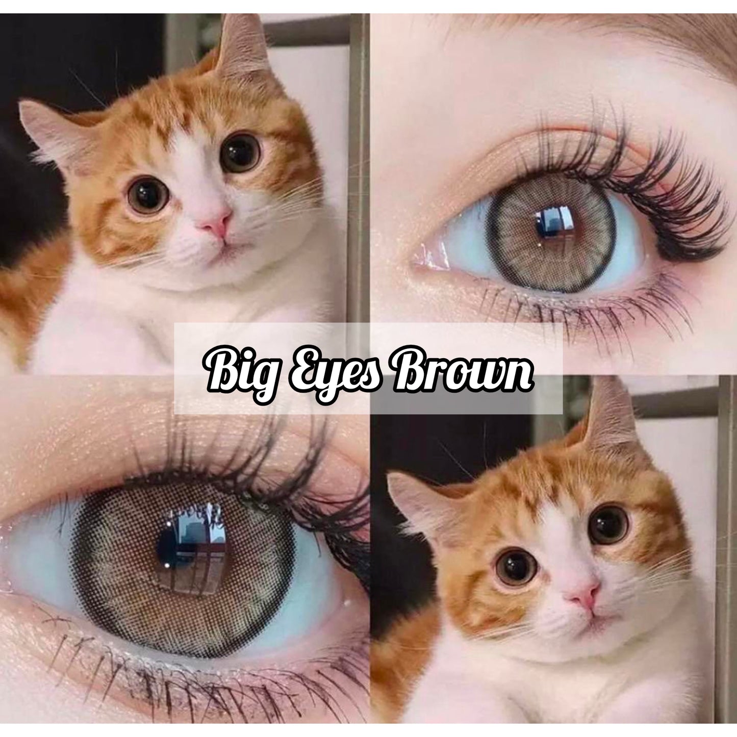 Big Eyes Brown